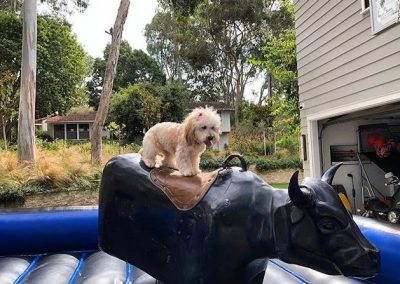 Local Mechanical Bull Service